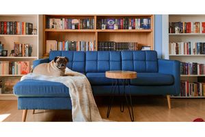 Choosing the Right Sofa for a Pet-Friendly Home
