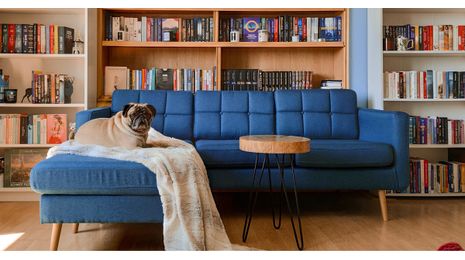 Choosing the Right Sofa for a Pet-Friendly Home
